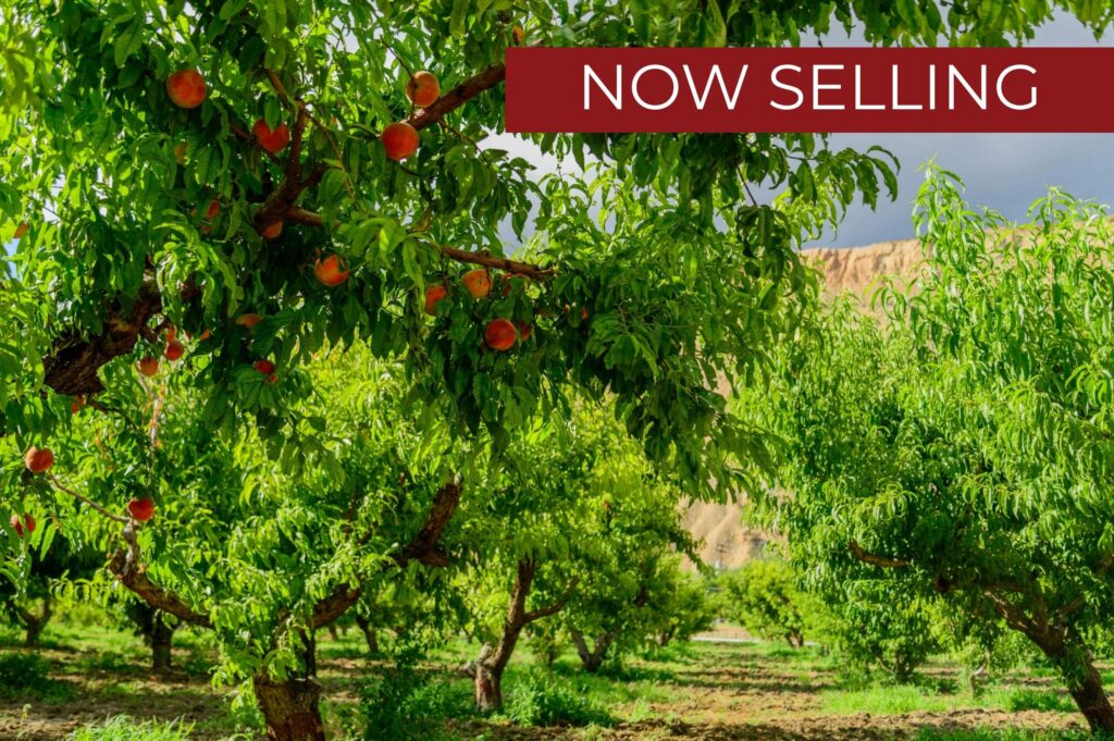 Peach Farm (1)