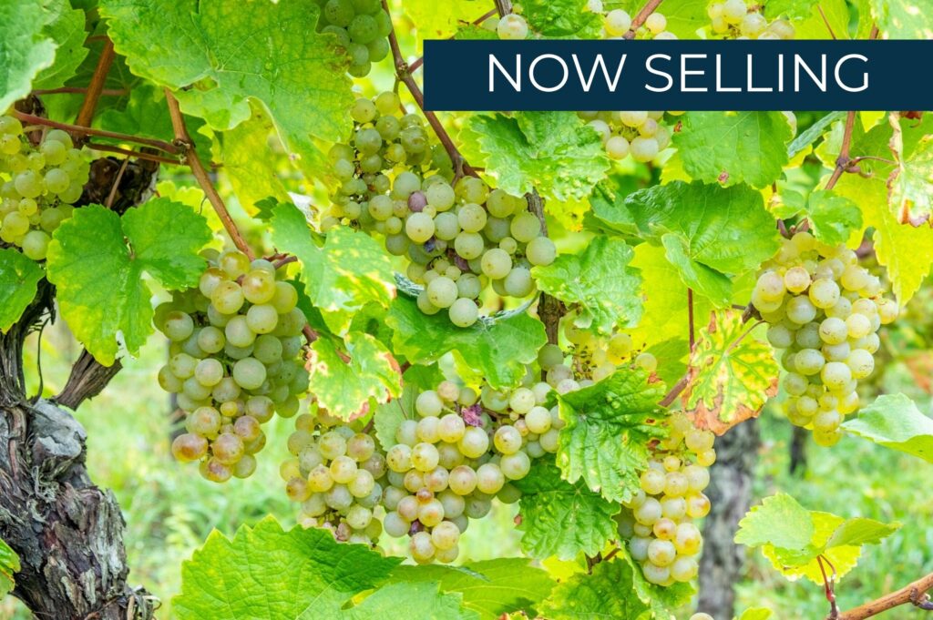 Riesling Estates (2)