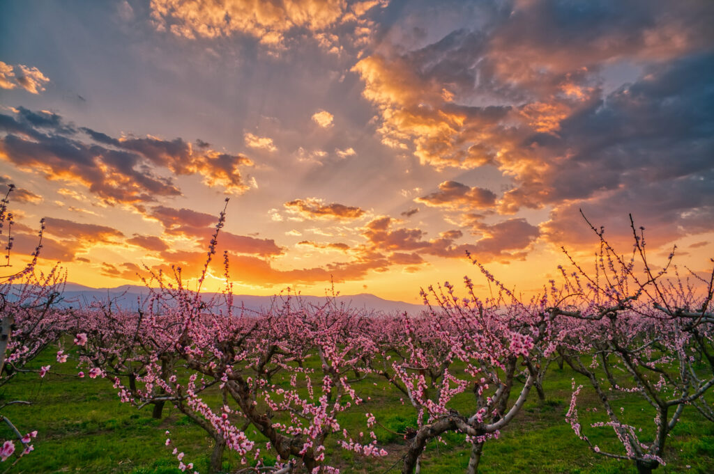 picture of a peach orchard at sunset