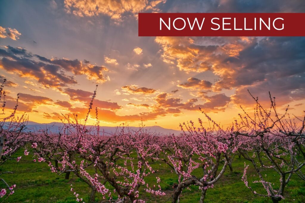 Peachtree Estates (2)